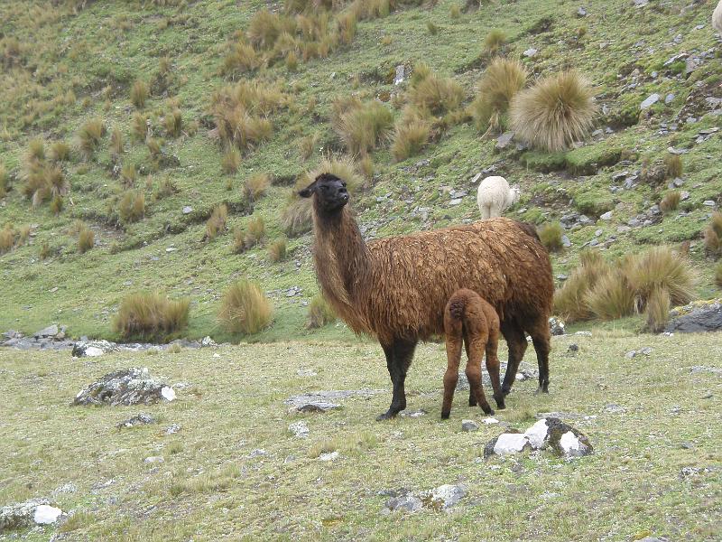 Illampu Trek (23).JPG